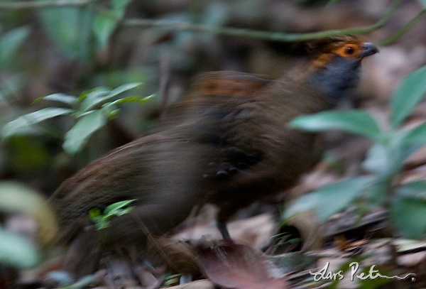 Spot-winged Wood-quail